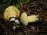 Cantharellus formosus image