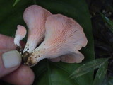 Pleurotus djamor image