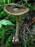 Amanita pachycolea image