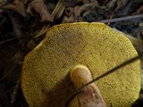 Boletus chrysenteron image