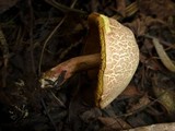 Boletus chrysenteron image
