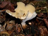 Polyporus leptocephalus image