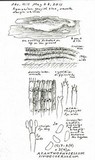 Acanthophysellum lividocoeruleum image