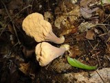 Clavariadelphus truncatus image