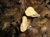 Clavariadelphus truncatus image