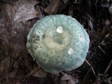 Russula parvovirescens image