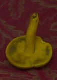 Boletus pseudosulphureus image