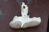 Albatrellus flettii image