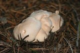 Albatrellus flettii image