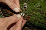 Hydropus nigrita image