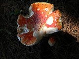 Amanita amerimuscaria image