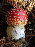 Amanita amerimuscaria image