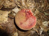 Boletus chrysenteron image