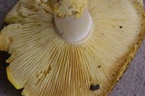 Floccularia luteovirens image