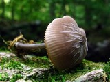 Pluteus thomsonii image