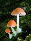 Atheniella adonis image