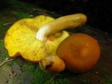 Tricholomopsis decora image
