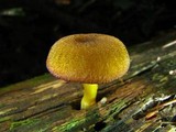 Tricholomopsis decora image