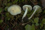 Hygrocybe russocoriacea image
