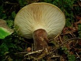 Tapinella atrotomentosa image