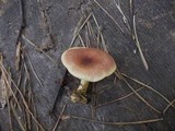 Tricholomopsis rutilans image