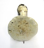 Amanita smithiana image