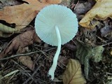 Leucocoprinus brebissonii image