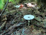 Leucocoprinus brebissonii image
