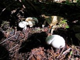 Cantharellus subalbidus image