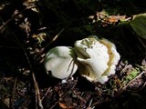 Cantharellus subalbidus image