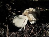 Cantharellus subalbidus image