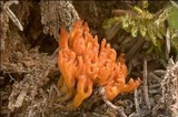 Calocera viscosa image