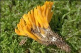 Calocera viscosa image