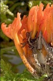 Calocera viscosa image