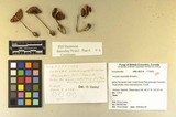 Inocybe assimilata image