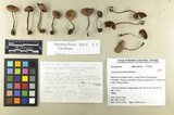 Inocybe assimilata image