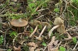 Inocybe amblyospora image
