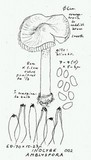 Inocybe amblyospora image