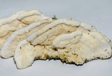 Gloeoporus dichrous image