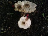 Leucoagaricus americanus image