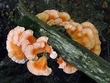 Laetiporus cincinnatus image