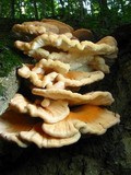 Laetiporus cincinnatus image