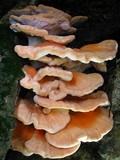 Laetiporus cincinnatus image