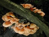 Laetiporus cincinnatus image