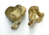 Arcangeliella desjardinii image