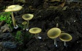 Simocybe centunculus var. centunculus image