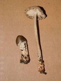 Amanita sect. Vaginatae image