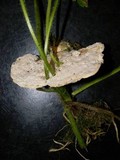 Trametes gibbosa image