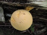 Gymnopilus luteus image