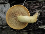 Gymnopilus luteus image